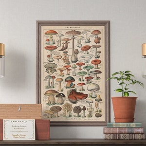 Pôster vintage com gráfico de cogumelos, arte de parede, presente de aniversário, Larousse, arte de parede botânica, decoração minimalista para casa, pôster emoldurado, data: 1913