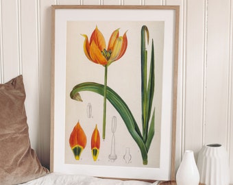 Vintage Orange Tulip Flower Poster, Wall Art, Birthday Gift, Minimalist Home Decor, Framed Poster, Date: 1795