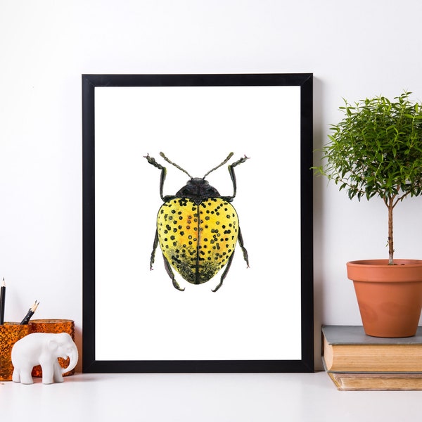 Stampa acquerello scarabeo giallo e nero, arte della parete degli insetti, download di arte degli insetti, arte di stampa entomologica, download di insetti stampabili