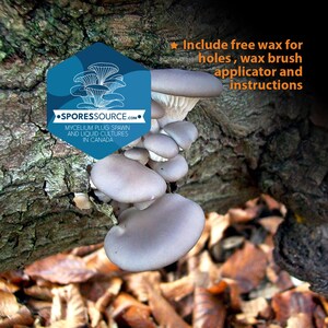 Blue oyster mushroom mycelium plug spawn