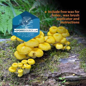 Peut inclure: Gros plan d'un groupe de champignons jaunes vifs poussant sur une bûche recouverte de mousse. Les champignons sont disposés en cercle, le plus gros étant au centre. L'image comprend le texte "SPORESSOURCE.COM" et "MYCELIUM PLUG SPAWN AND LIQUID CULTURES IN CANADA".