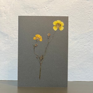 Echte gepresste Blume Grußkarte - Feld Butterblume. Ideal für Geschenkkarten zum Geburtstag, Jubiläum, Hochzeit, Muttertag. Eine bleibende Erinnerung