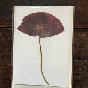 Echte gepresste Blume Grußkarte - Große Mohnblume. Ideal für Geschenkkarten zum Geburtstag, Jubiläum, Hochzeit, Muttertag. Eine bleibende Erinnerung