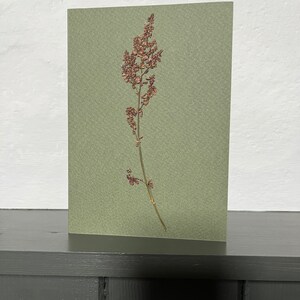 Cartão de felicitações de flores prensadas de verdade - Sorrel Flowerhead. Ótimo para cartões de presente de aniversário, aniversário, casamento, dia das mães. Uma memória duradoura