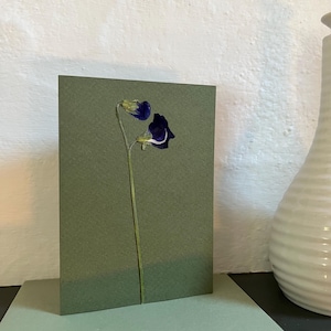 Cartão de felicitações de flores prensadas de verdade - Sweet Pea. Ótimo para cartões de presente de aniversário, aniversário, casamento, dia das mães. Uma memória duradoura
