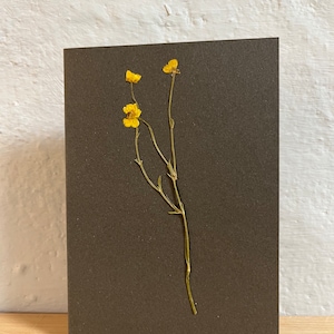 Echte gepresste Blume Grußkarte - Water Buttercup. Ideal für Geschenkkarten zum Geburtstag, Jubiläum, Hochzeit, Muttertag. Eine bleibende Erinnerung