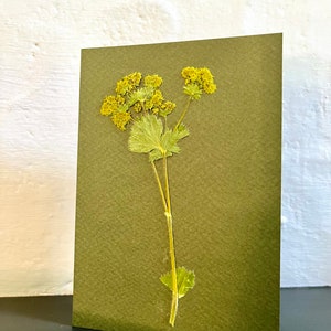 Real Pressed flower card-Alchemilla Mollis . Great for Birthday, Anniversary, Wedding, Mother’s Day gift cards. A lasting memory