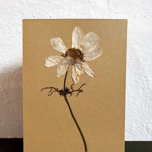 Real Pressed flower greeting card- white Cosmos on coloured card