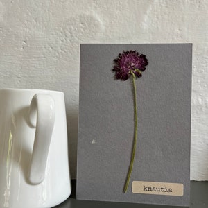 Cartão de felicitações com flores prensadas reais - knautia.  Ótimo para cartões de presente de aniversário, aniversário, casamento e dia das mães. Uma memória duradoura