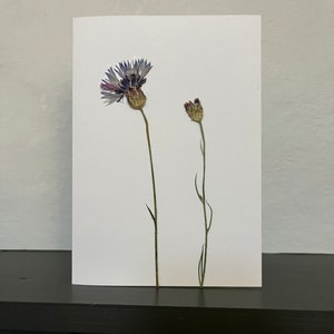 Tarjeta de felicitación con flores prensadas auténticas - Doble Aciano. Ideal para cumpleaños, aniversarios, bodas y tarjetas de regalo para el Día de la Madre. Un recuerdo imborrable.