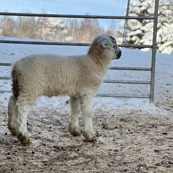 Laine de mouton nordique non traitée - Fibre brute non lavée pour les bricoleurs