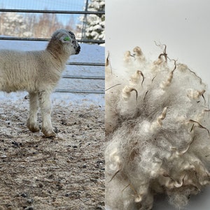 May include: A white lamb with black markings on its face stands in a snowy pen. A clump of white wool is shown next to the lamb.