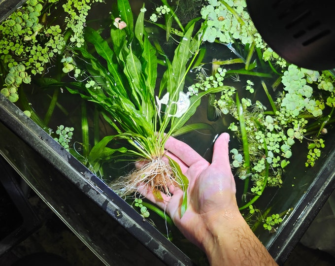 Large Submerged Grown Amazon Sword Etsy