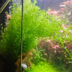 BUY 2 GET 1 FREE Pearlweed Bunch