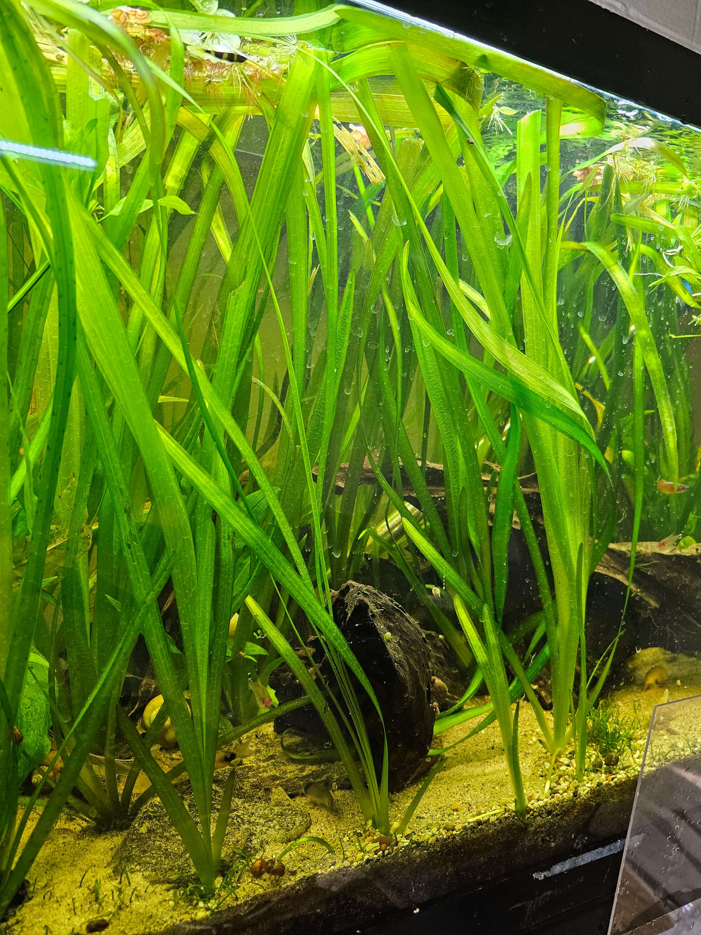 Buy aquarium best sale plants