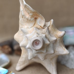 May include: A large, cream-colored seashell with a prominent, pointed spire and a star-shaped central opening. The shell has a textured surface with subtle peach and brown hues. The sea shell is a natural decorative item.