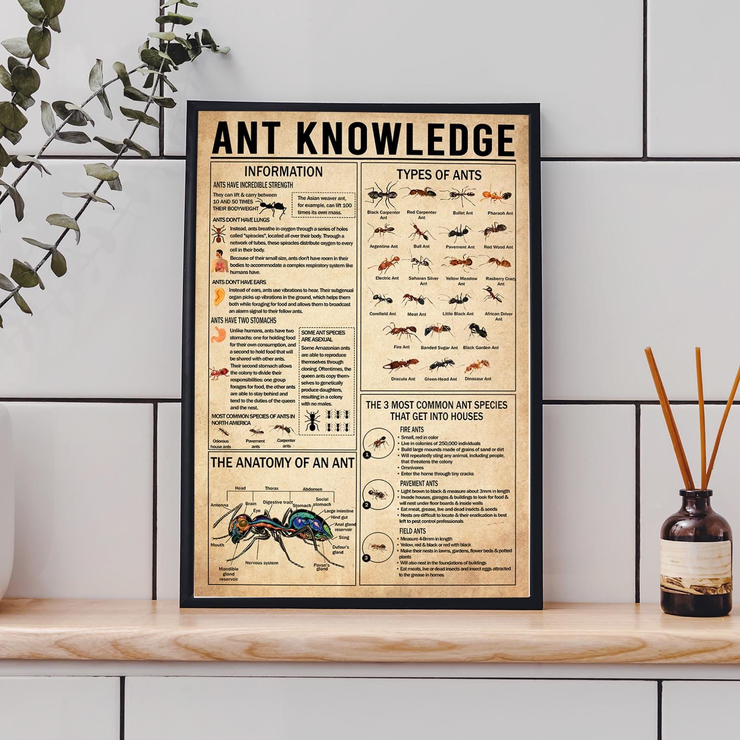Ant Knowledge Poster, Types of Ants Vintage Poster, Ant Lover Gift ...