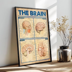 The image is a framed poster titled "THE BRAIN" that features detailed illustrations of the human brain, including its various regions and structures. The poster is displayed on a wooden surface, with a vase of flowers to the right side.
