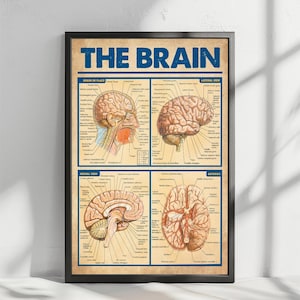The image is a framed poster depicting the human brain, with detailed illustrations and labels for each section.