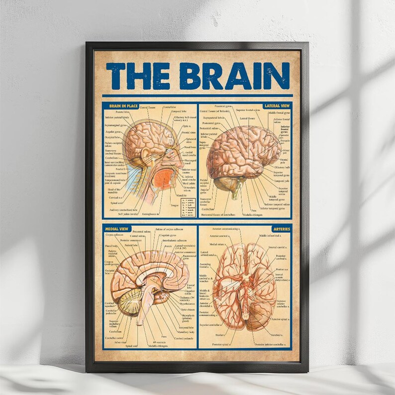 The image is a framed poster depicting the human brain, with detailed illustrations and labels for each section.
