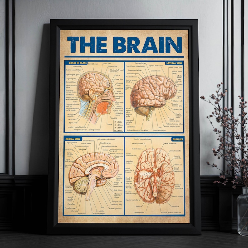 The image is a framed educational poster titled "THE BRAIN" that provides detailed illustrations and labels of the human brain, including its various regions and functions.