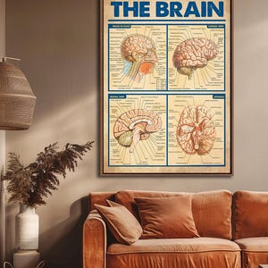 a poster of the human brain mounted on a wall, with a brown couch and a potted plant in the foreground.