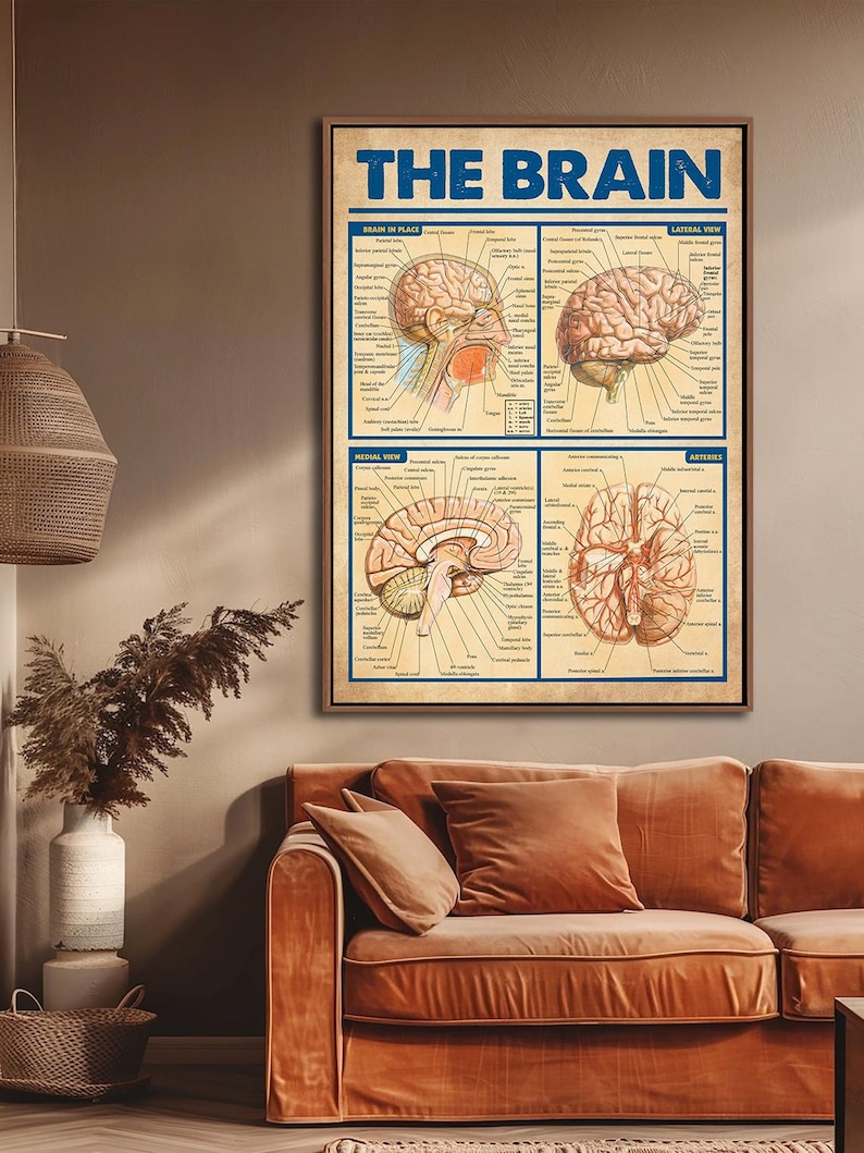 a poster of the human brain mounted on a wall, with a brown couch and a potted plant in the foreground.