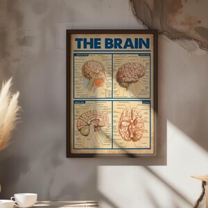 The image is a framed poster of the human brain, featuring detailed illustrations of the brain's structure and function.
