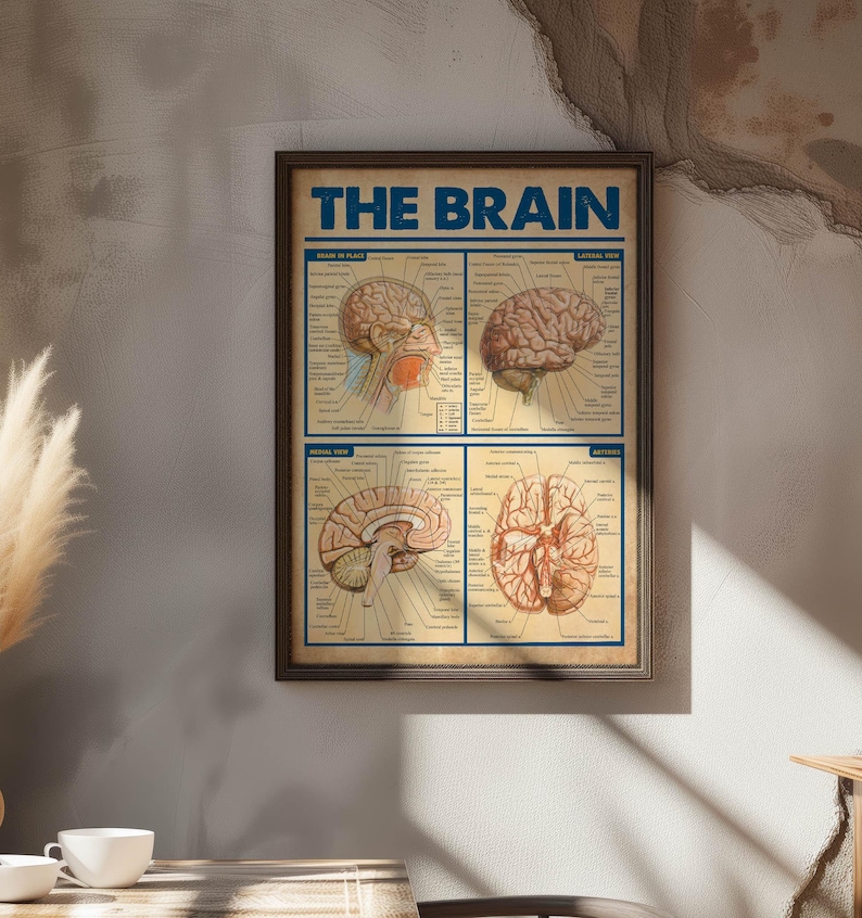 The image is a framed poster of the human brain, featuring detailed illustrations of the brain's structure and function.