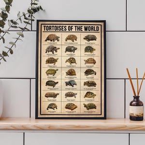 Tortoises Poster, Types Of Tortoises Vintage Poster, Tortoise Turtle Gift, Turtle Poster, Vintage Knowledge Poster, Home Art, Education