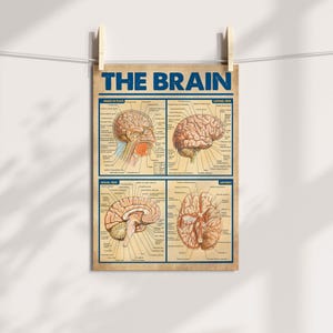 The image is a poster titled "THE BRAIN" that features detailed illustrations of the human brain, including its various regions and structures.