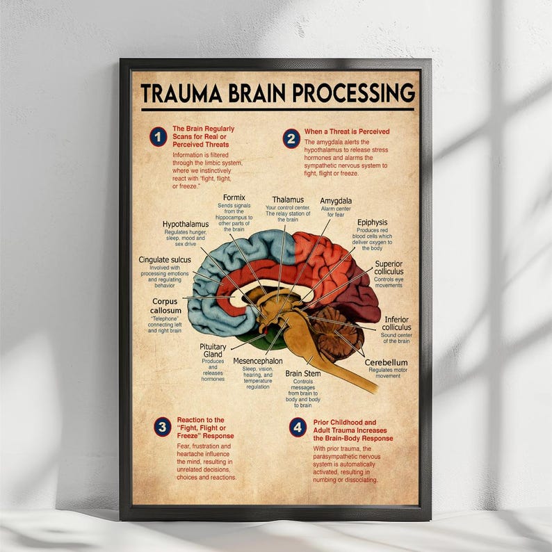 The image is a poster that provides an overview of the brain's processing of trauma, including the brain's reaction to a threat, the formation of symptoms, and the role of childhood experiences in shaping the brain's response to trauma.