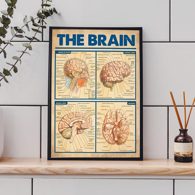 The image is a framed educational poster titled "THE BRAIN" that provides detailed illustrations and labels of the human brain.