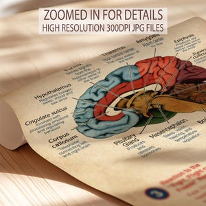 The image is a poster or diagram of the human brain, showing its various parts and functions.