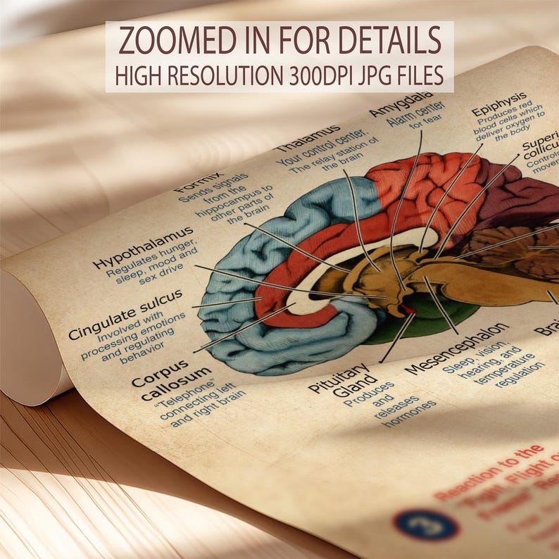 The image is a poster or diagram of the human brain, showing its various parts and functions.