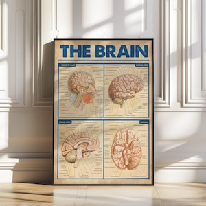 Brain Anatomy Poster, Wall Art, Neurology Vintage Posters, Anatomical Brain print, Neurologist Gift, Medical School Wall Decor,
