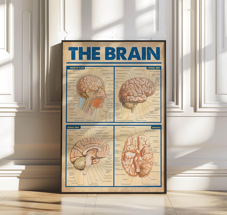 The image is a framed poster depicting the human brain, with detailed illustrations and labels for each section.