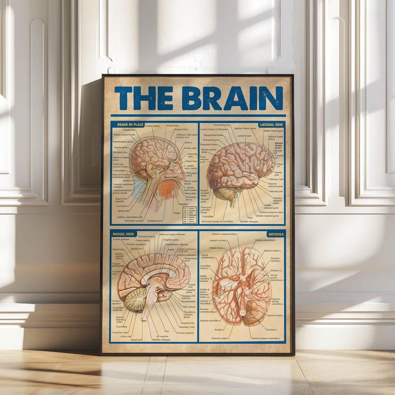Brain Poster - Etsy