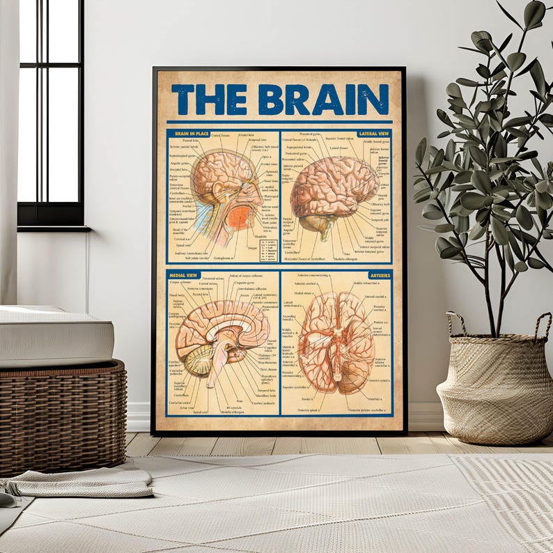 The image is a framed poster of the human brain, featuring detailed illustrations and labeled parts.