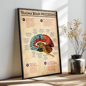 The image is a poster titled "Trauma Brain Processing" that provides an overview of the brain's structure and function, including the cerebrum, cerebellum, pituitary gland, hypothalamus, and limbic system.