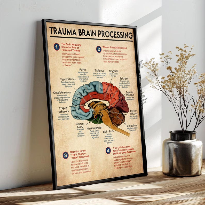 The image is a poster titled "Trauma Brain Processing" that provides an overview of the brain's structure and function, including the cerebrum, cerebellum, pituitary gland, hypothalamus, and limbic system.