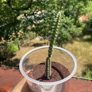 Cactus: „Queen of the Night“  selenicereus grandiflorus