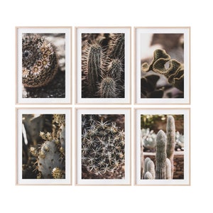 NEUTRALITY Collection | Cactus, Cacti, Gold Cactus, Gold Cacti, Rustic Cactus, Botanical, Nature Photography, Set of 6 Cactus Photographs