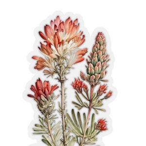 Indian Paintbrush California Wildflowers Stickers