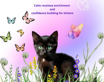 Kitten Essential Starter Pack Calm routines enrichment and confidence building for kittens