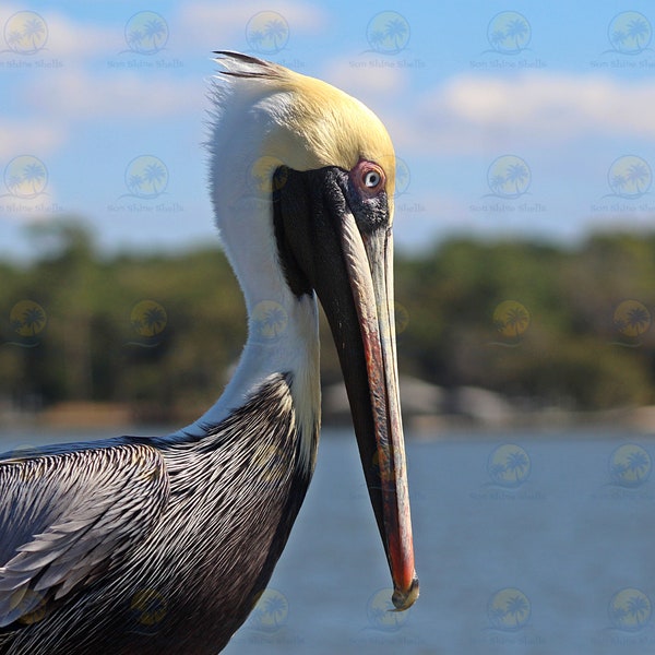 Brown Pelican Photography, Brown Pelican Profile Image, Nature's Elegance Brown Pelican Profile Picture,  Coastal Birds Digital Downloads