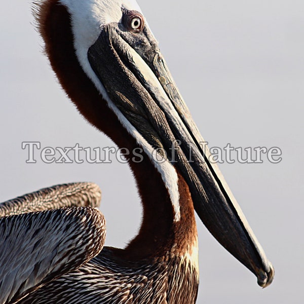 Brown Pelican, Brown Pelican Photo, Pelican Wall Art, Coastal Art, Pelican Digital Download, Coastal Art Photo, WIldlife Photo, Sea Birds