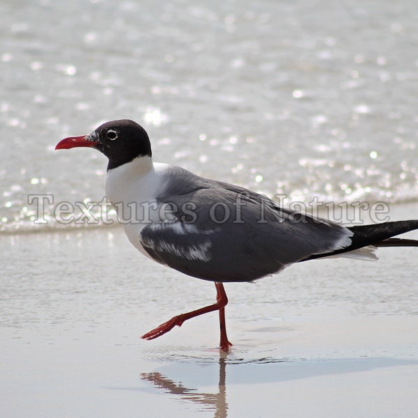 Vacay Prints, Beach Wall Art, Modern Coastal Photo, Condo Wall Decor, Beachy Photos, Living Room Art, Downloads, Seagull Digital Download