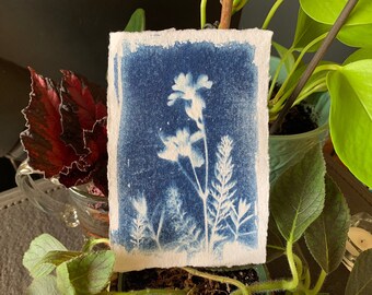 Snow-in-Summer + Yarrow // Original cyanotype botanical print