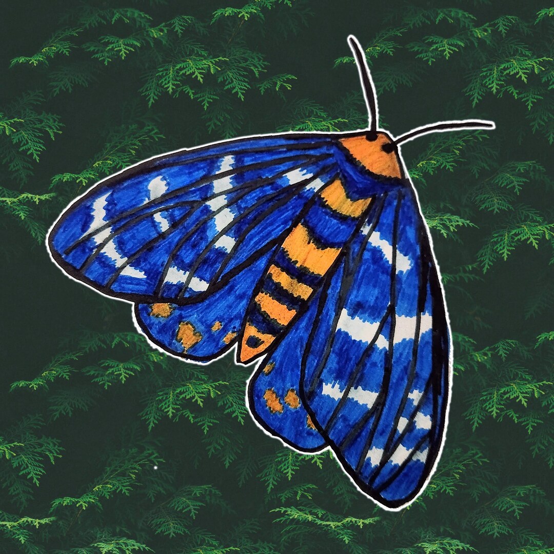 Four O'clock Moth Sticker Etsy